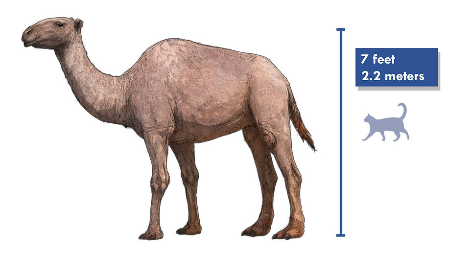 camelopsforwebsite.jpg