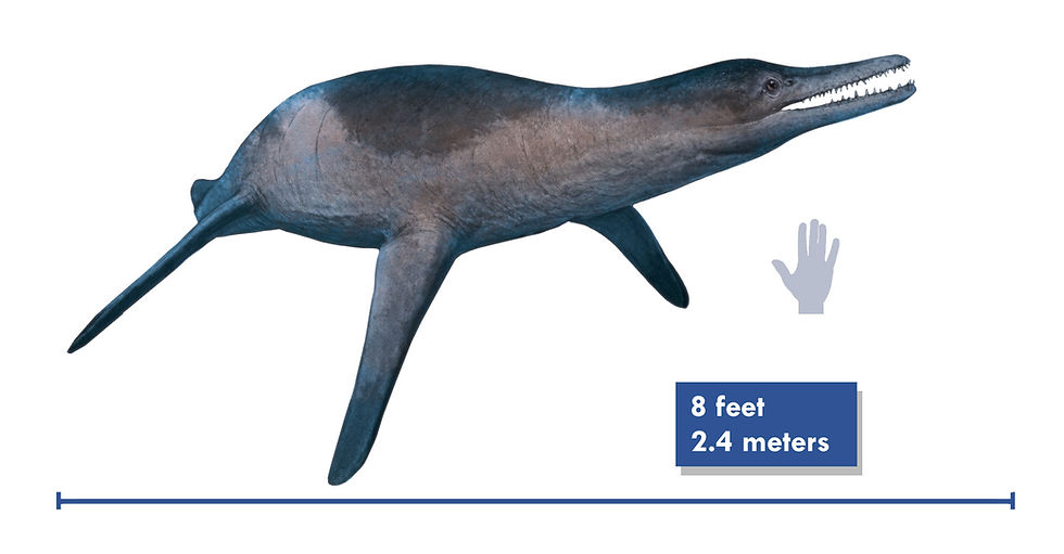 A drawing of the Cretaceous plesiosaur Unktaheela from the Western Interior Seaway