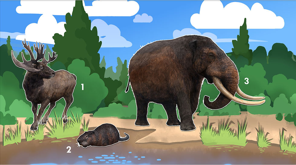 pleistoforestwetlands.jpg