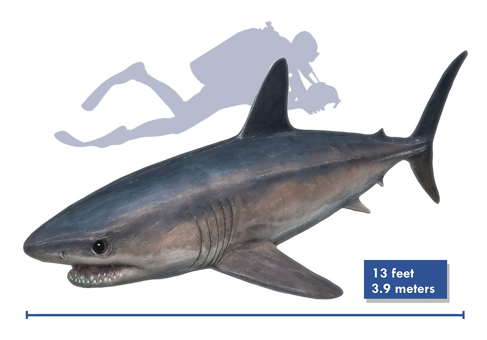 A drawing of the Cretaceous shark Cretolamna from the Western Interior Seaway