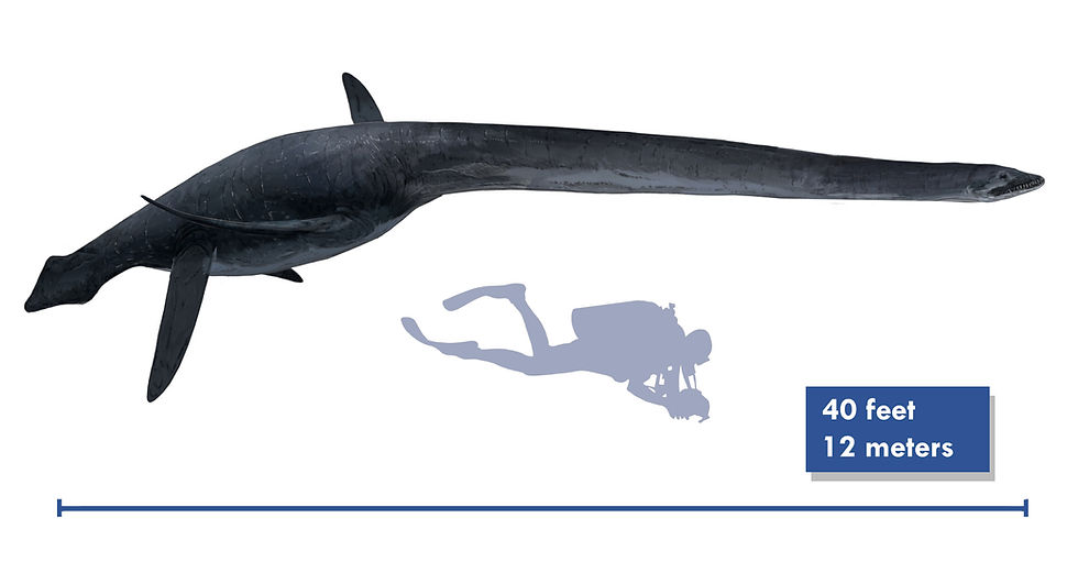 A drawing of the Cretaceous plesiosaur Thalassomedon from the Western Interior Seaway