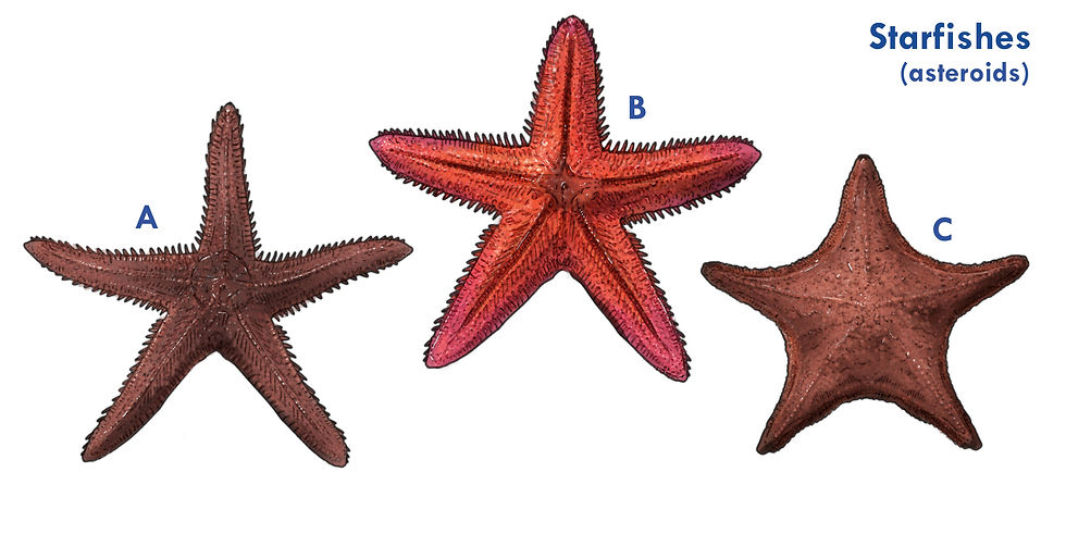A drawing of the different types of Starfishes found in the Western Interior Seaway