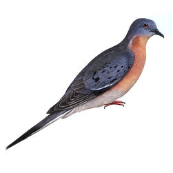 A drawing of a Passenger pigeon