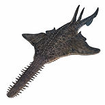 A drawing of an Onchopristis