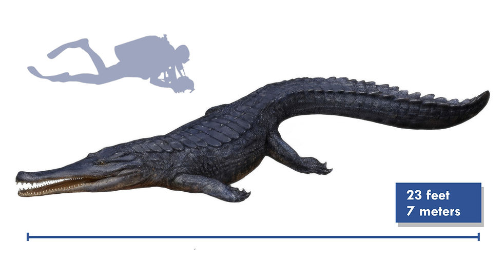 A drawing of the Cretaceous croc Terminonaris
