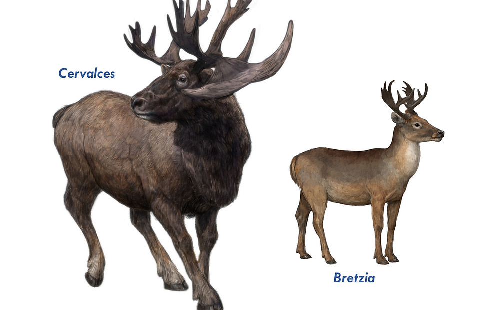 pleistodeerheaderimage.jpg