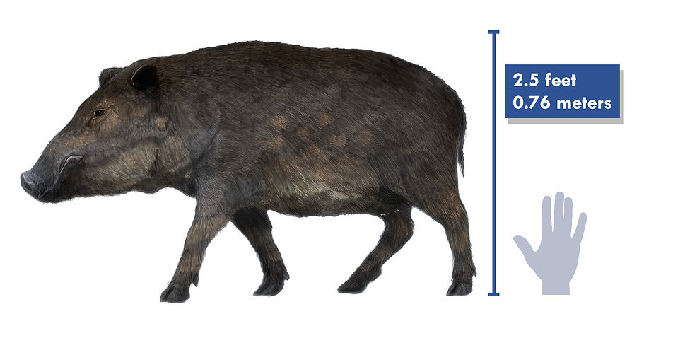 platygonusforwebsite.jpg