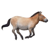 equusferusdetail_edited.jpg
