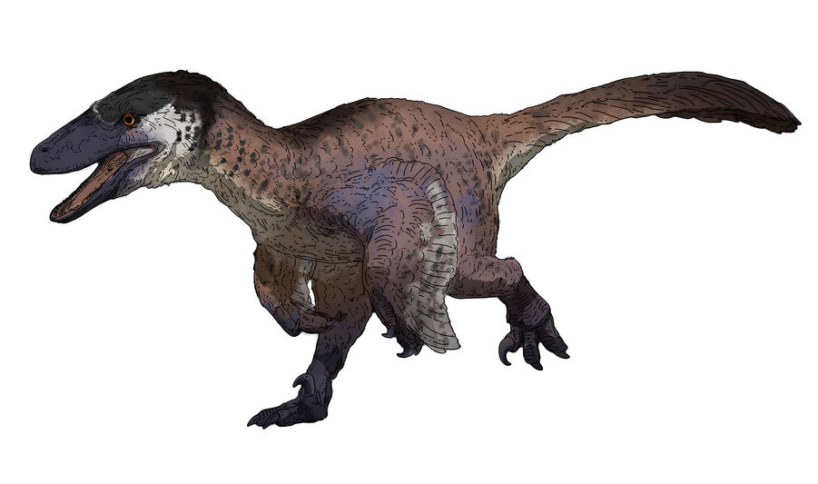 a step in the process of drawing a deinonychus, step 7, added basic colors