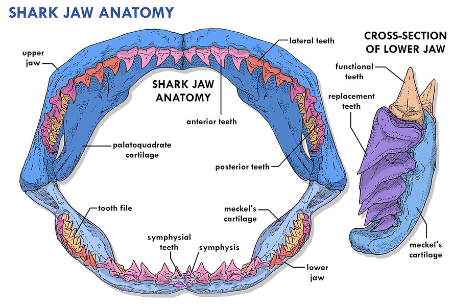 A diagram of the skeletal anatomy of the jaws of a shark