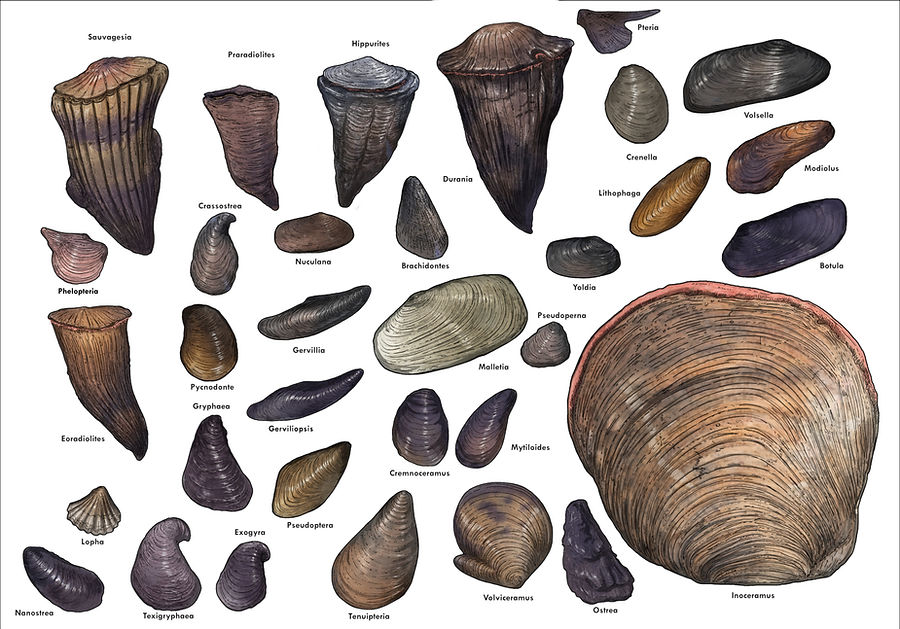 bivalves of the Cretaceous western interior seaway