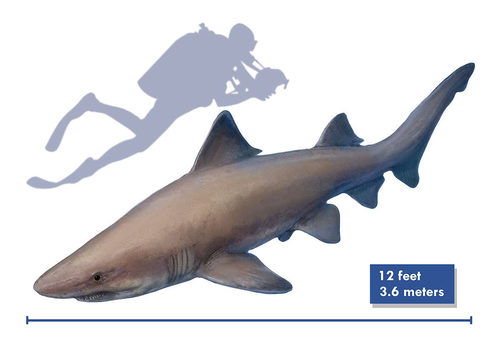 A drawing of the Cretaceous shark Odontaspis from the Western Interior Seaway