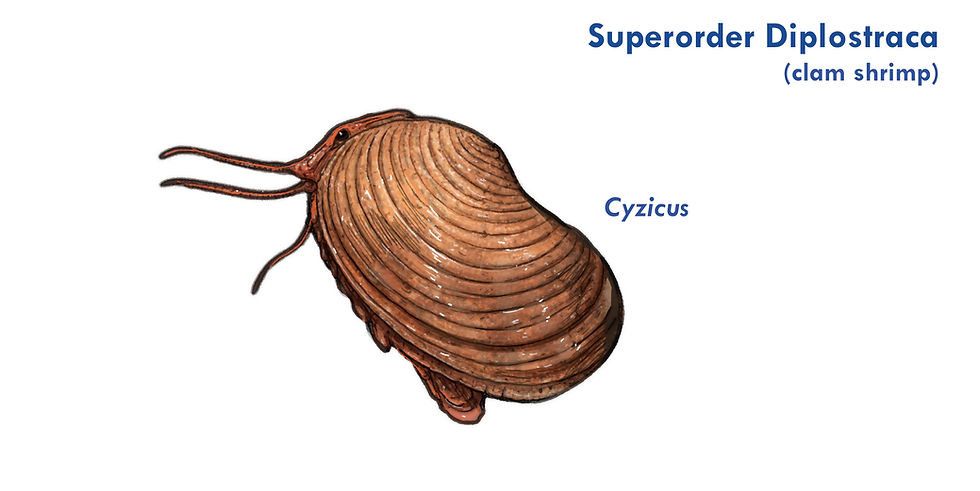 A drawing of the clam shrimp genus cyzicus from the Cretaceous period