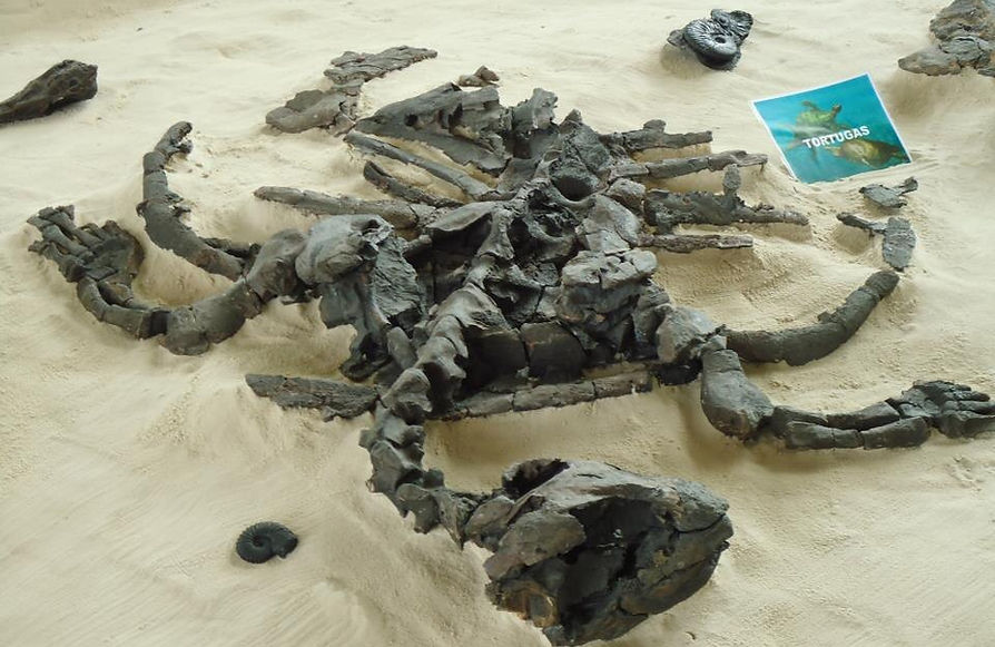 Desmatochelys_padillai_Colombia.jpg