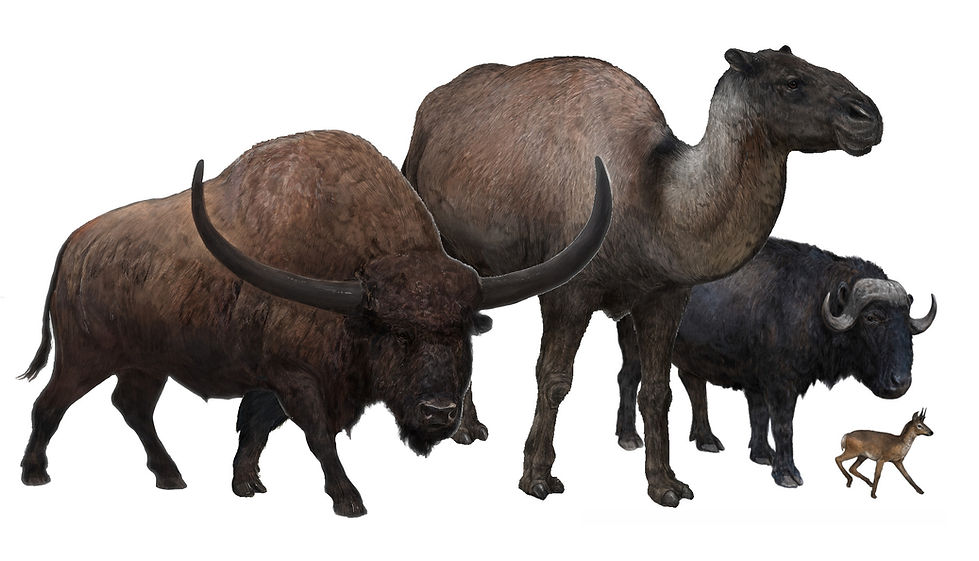 Artiodactylsheader.jpg