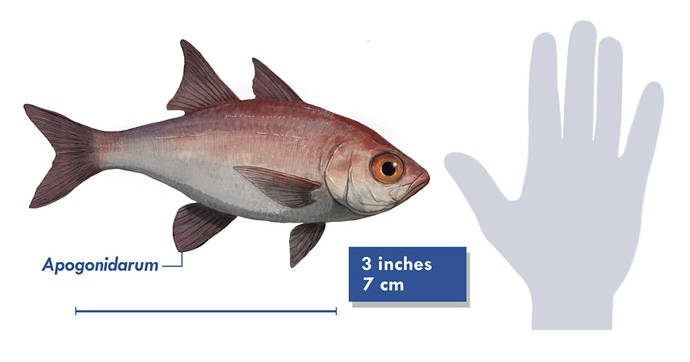 A drawing of the Cretaceous cardinalfish Apogonidarum from the Western Interior Seaway