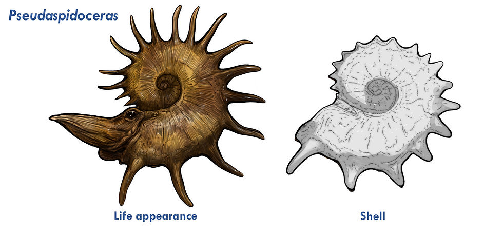 pseudaspidocerasforwebsite.jpg