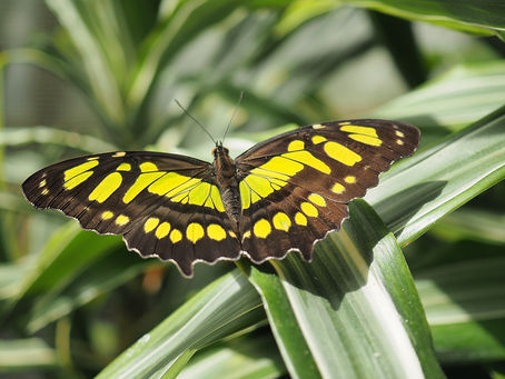 Raupe und Schmetterling