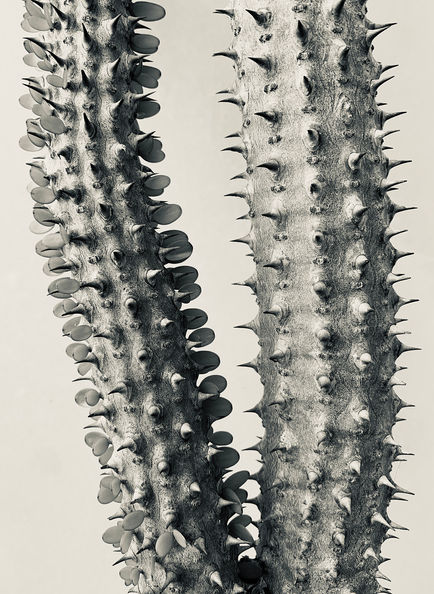 Cactus in Los Angeles