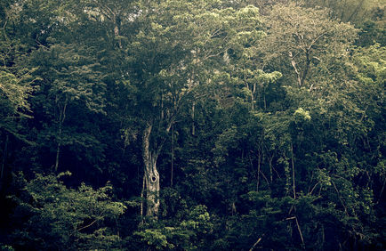 Along the Cayo River - Tree Detail