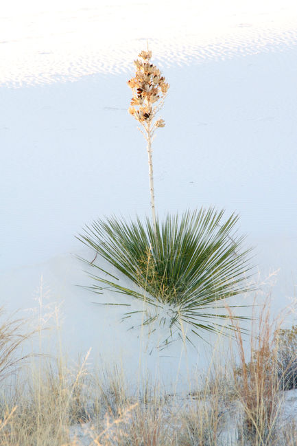 Flora in White Sands