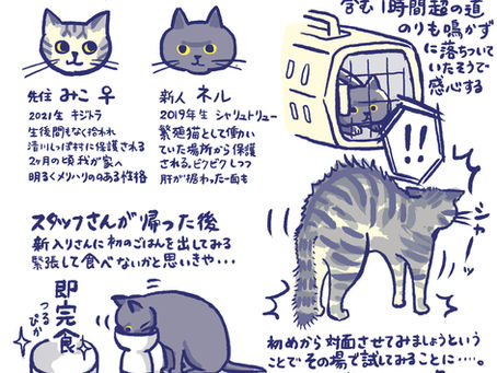 引き続き猫のおはなし