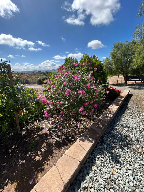Pink flowers blooming near a stone border
