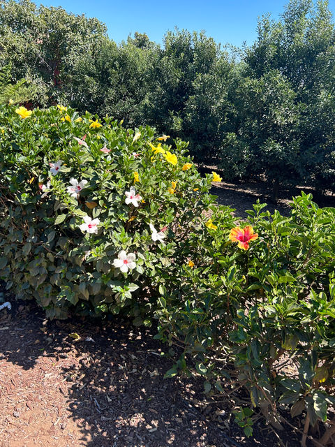Vibrant hibiscus and yellow flowers blooming near orchard