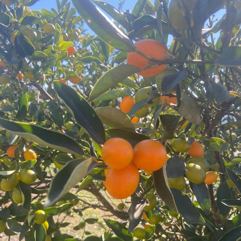 Ripe kumquats on a tree branch