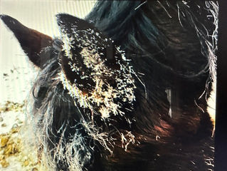 image11.jpeg