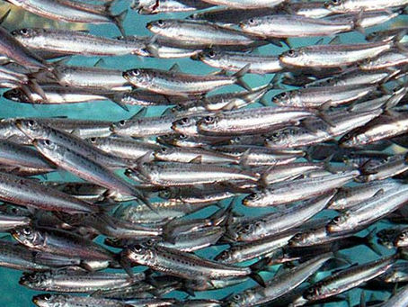 Sardine Run, KZN - a birds eye view.