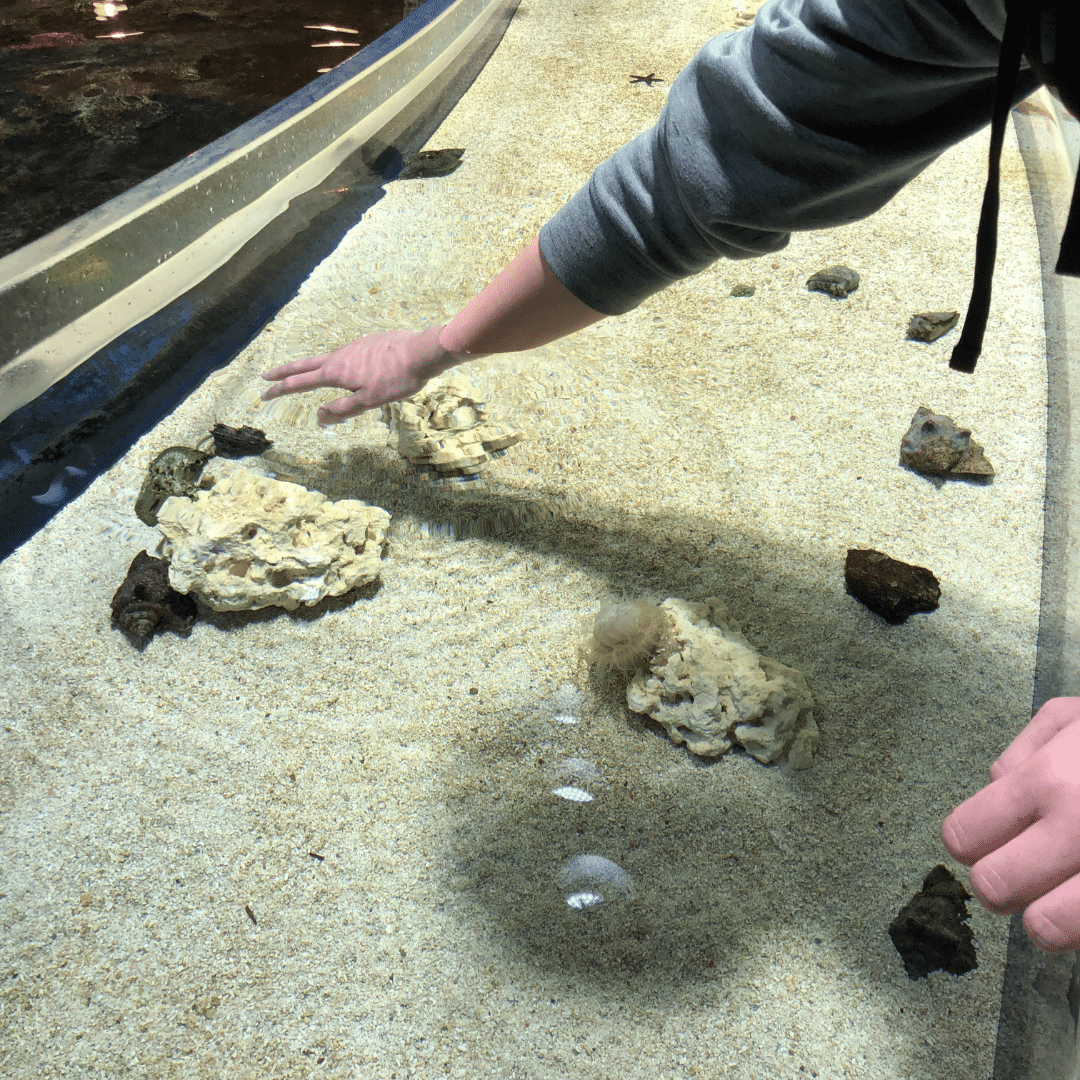 Mississippi Aquarium entrance