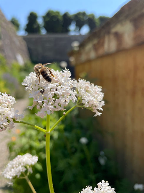 Biene im Garten
