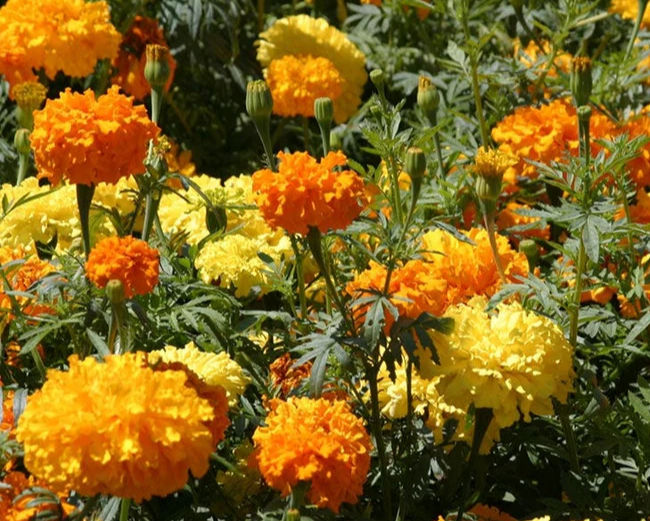 Marigold- Cracker Jack Mix