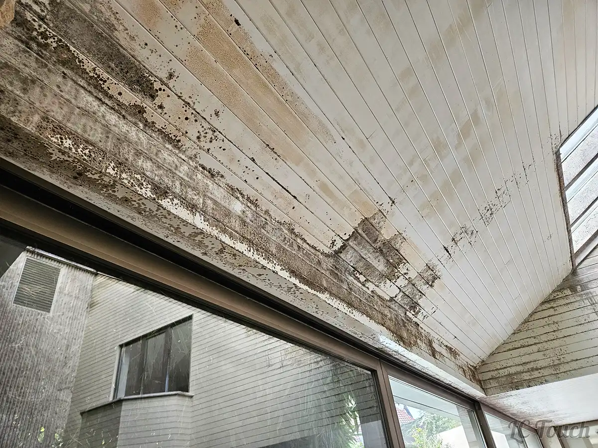 Plafond lambrissé moisi près d’une baie vitrée avant traitement