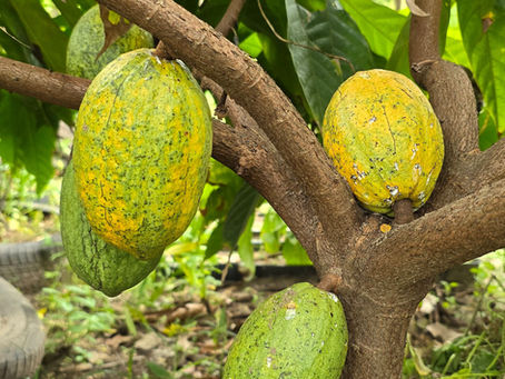 Cacao : quatre pays africains s'allient et représentent désormais 75 % de la production mondiale