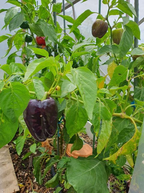 growing capsicum.jpg