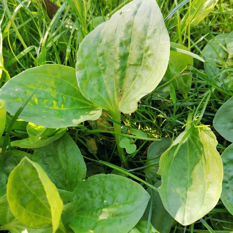 Weeblad - E wonnerbaart Kraut