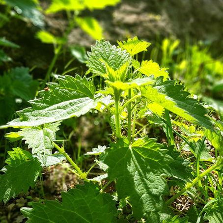 Brennnessel - Planz vum Mount Mee 2019 op www.WatDeBauerNetKennt.lu