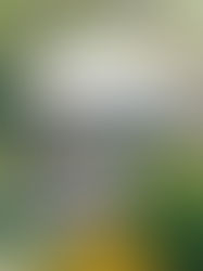 Making Way for a New Development