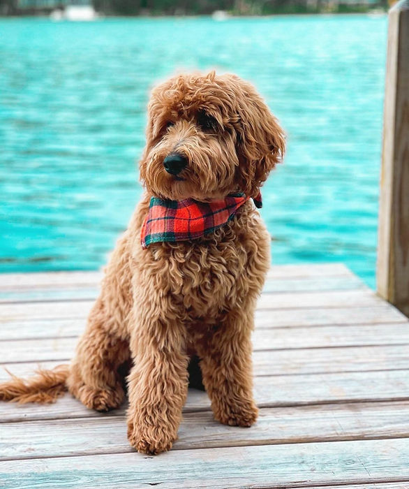 Goldendoodle