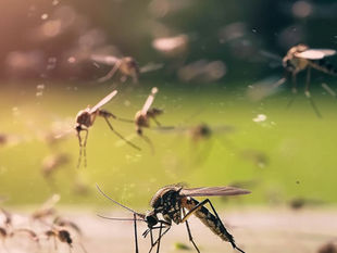Protect Yourself from Mosquito Bites and Chikungunya
