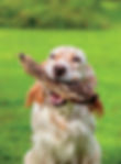 Summer Training for Bird and Hunt Dogs