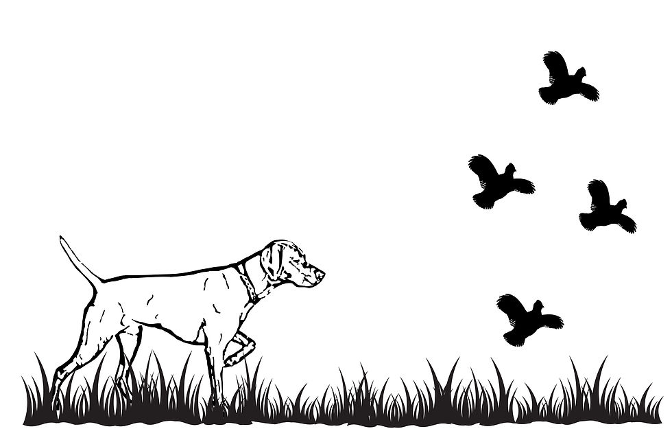 Bird Dog