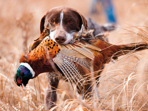 Traditions and Legacies in the Bird Dog World