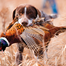Traditions and Legacies in the Bird Dog World