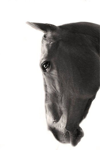 Gage, Lauren Abbott's 20 year partner and horse.