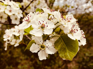 image00030.jpeg