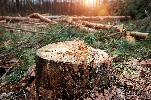 AdobeStock_260016200.jpeg