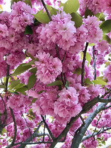 image00036.jpeg